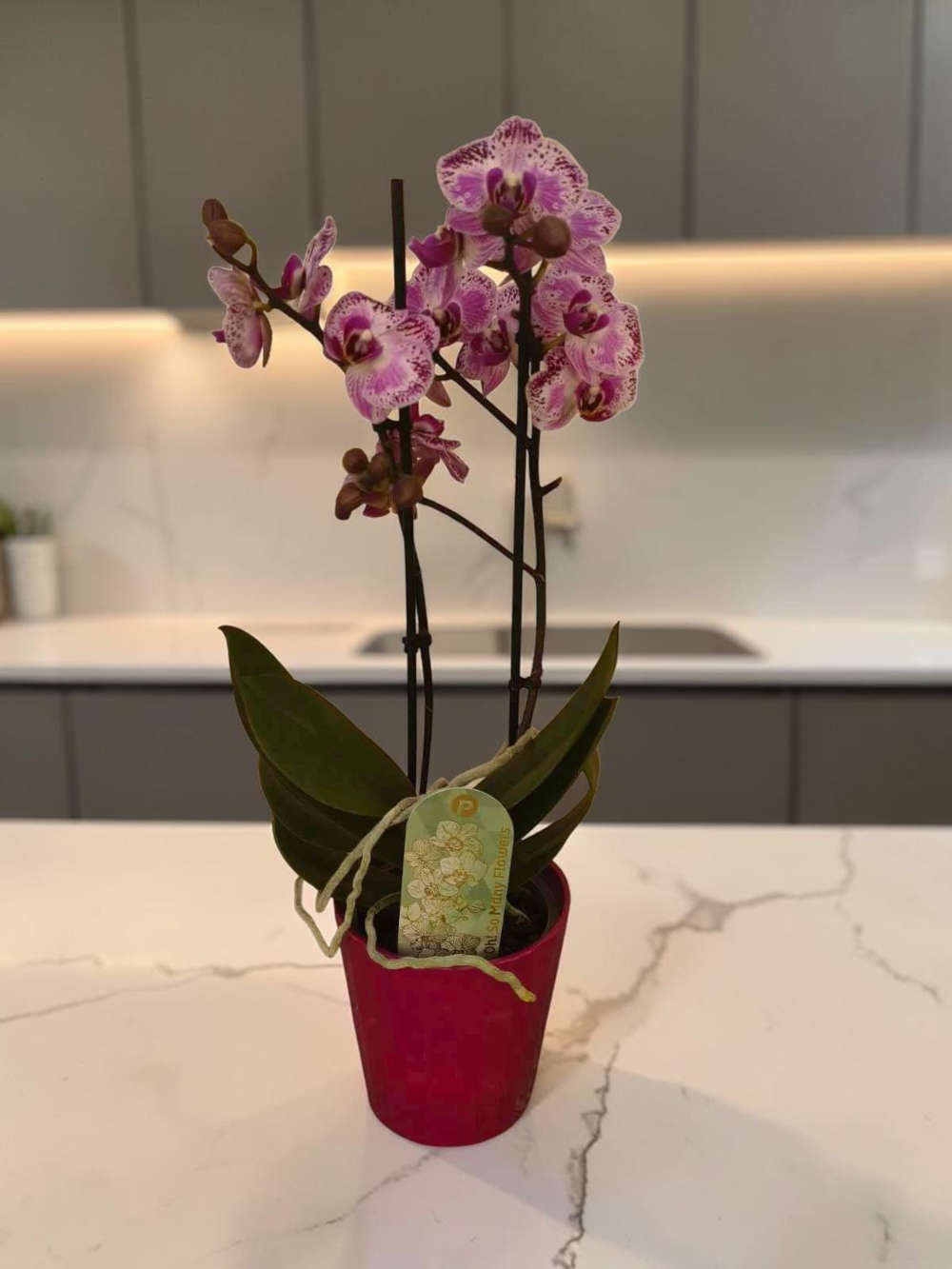 Phalaenopsis Small Bicolor Fuchsia